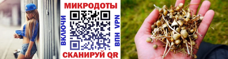 Псилоцибиновые грибы Psilocybe Ковдор